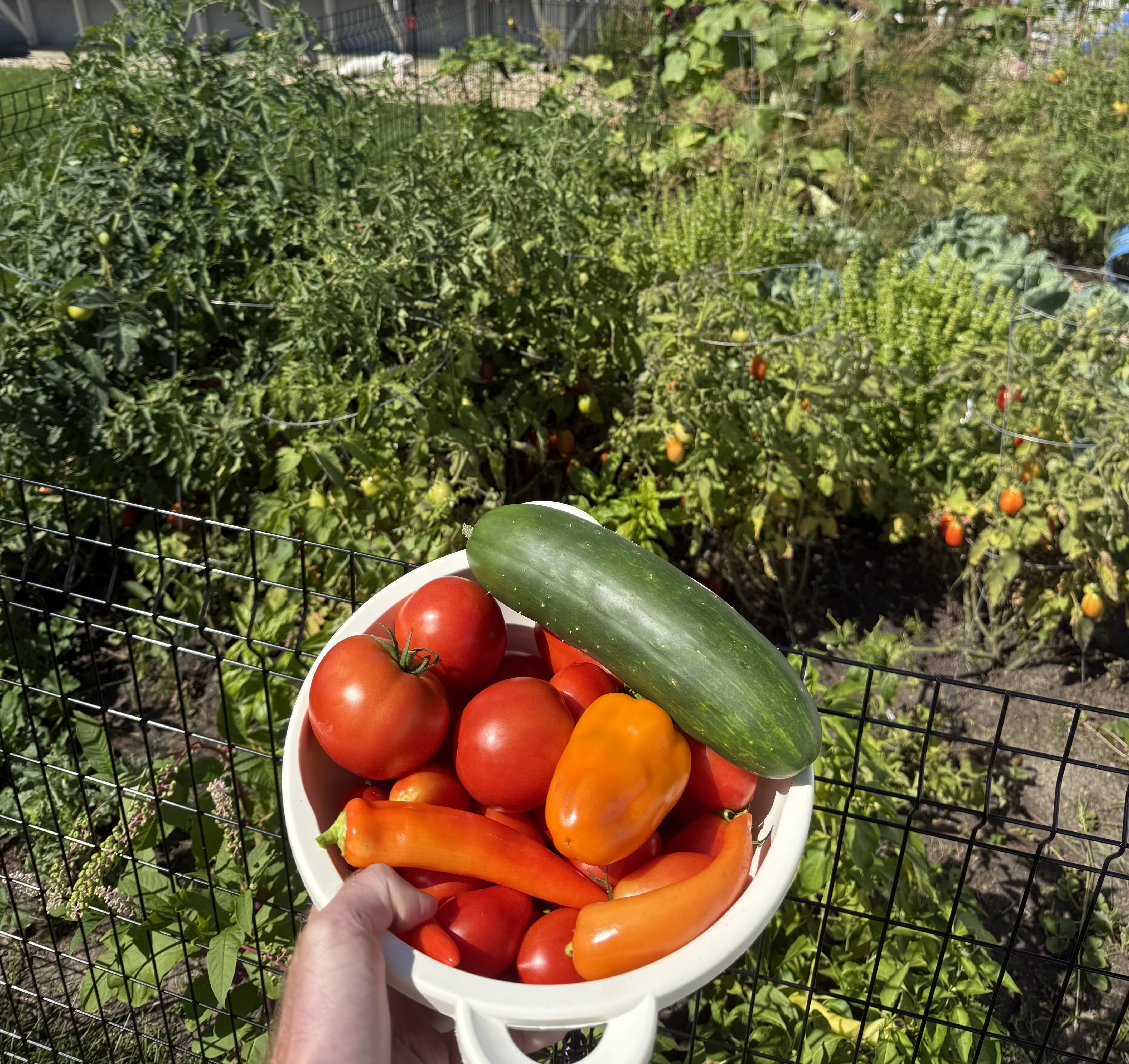 How To Grow A Garden