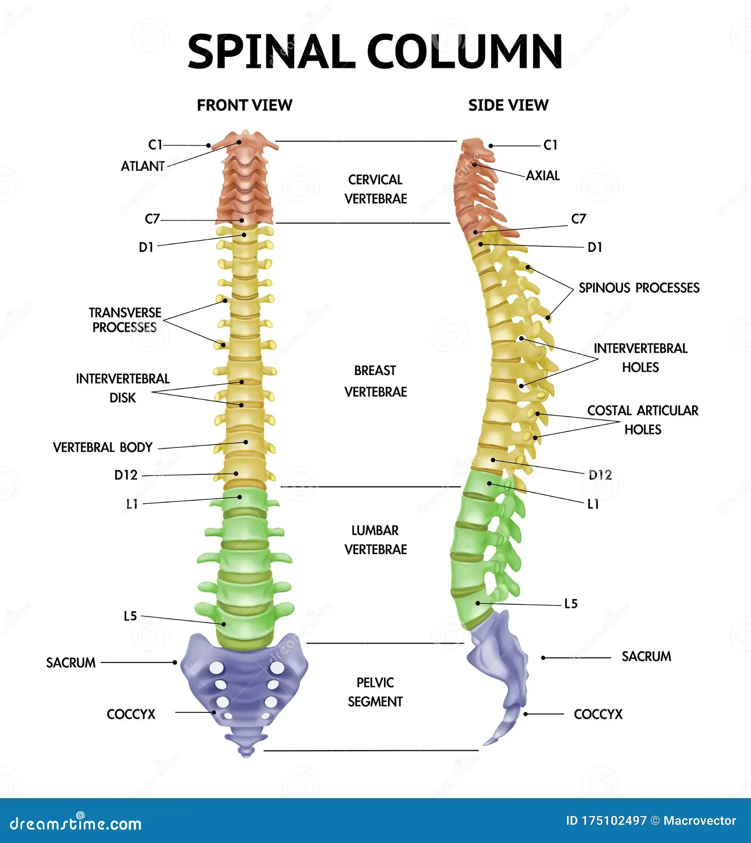 Piriformis or Lumbar Spine Pain?